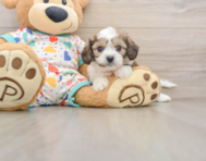 6 week old Cavachon Puppy For Sale - Florida Fur Babies