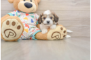 Cavachon Puppy for Adoption