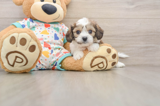 Cavachon Puppy for Adoption