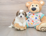 5 week old Cavachon Puppy For Sale - Florida Fur Babies