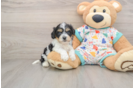 Cavachon Pup Being Cute