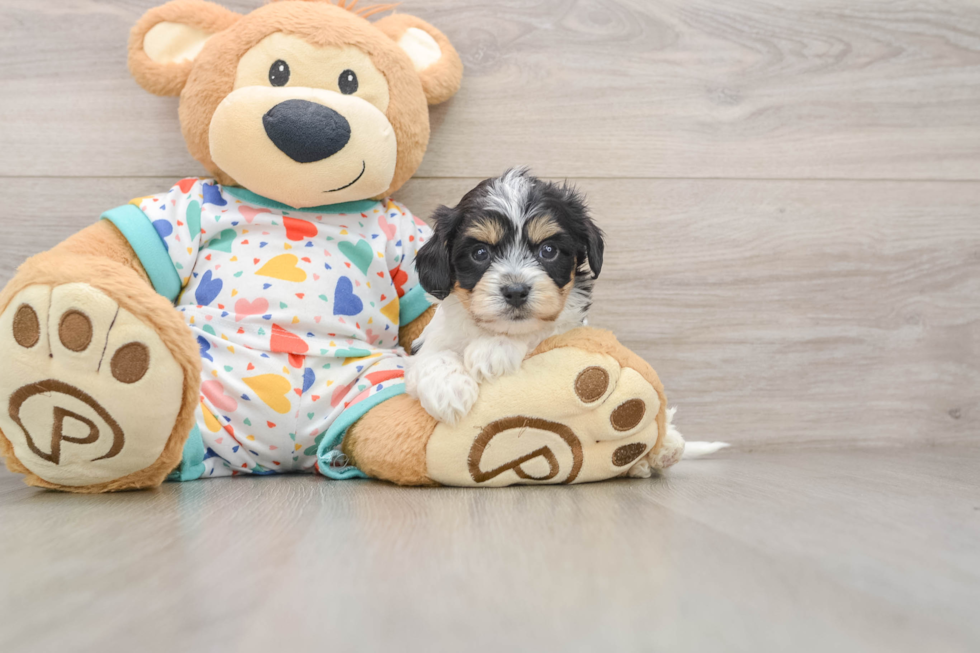 Cute Cavachon Baby