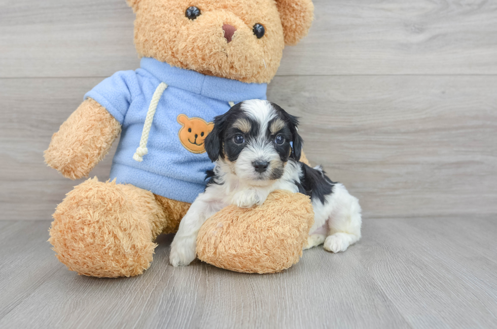 6 week old Cavachon Puppy For Sale - Florida Fur Babies