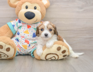 5 week old Cavachon Puppy For Sale - Florida Fur Babies