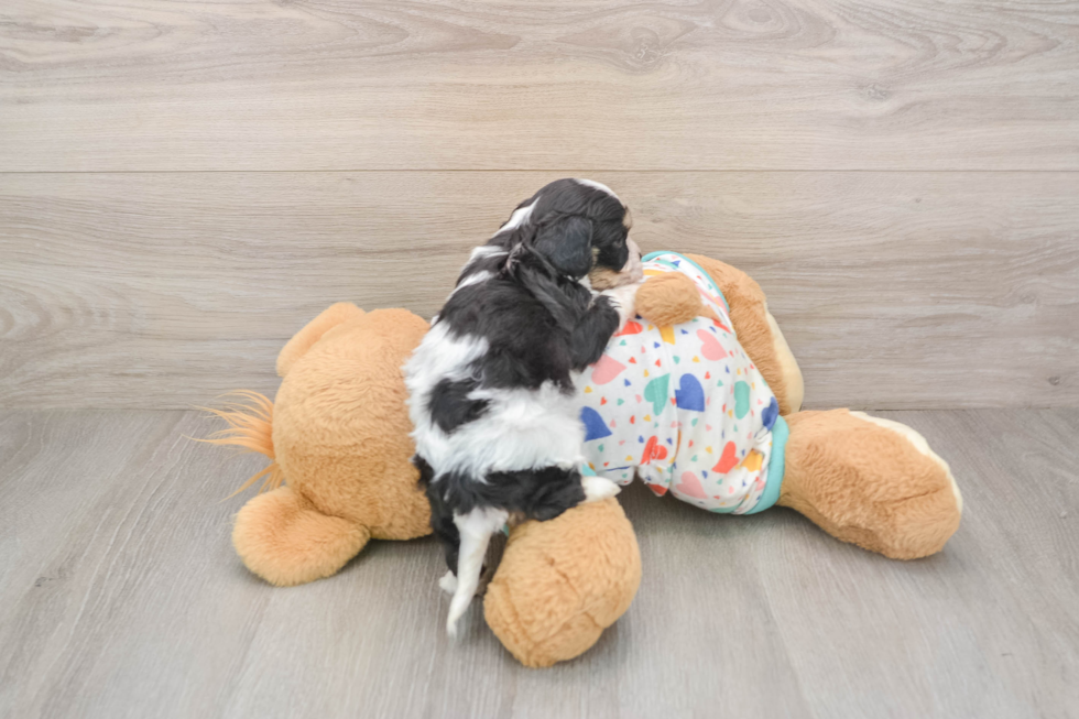 Best Cavachon Baby