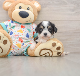 7 week old Cavachon Puppy For Sale - Florida Fur Babies
