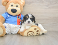 6 week old Cavachon Puppy For Sale - Florida Fur Babies