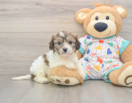 6 week old Cavachon Puppy For Sale - Florida Fur Babies