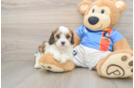 Cavachon Pup Being Cute
