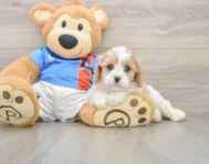6 week old Cavachon Puppy For Sale - Florida Fur Babies