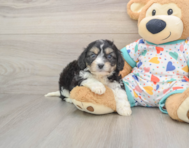 5 week old Cavachon Puppy For Sale - Florida Fur Babies