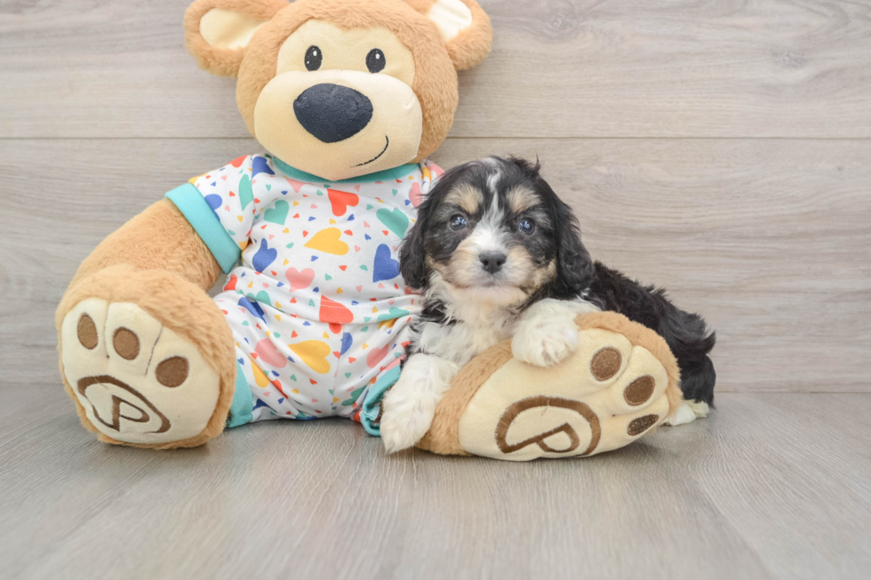 Cavachon Pup Being Cute