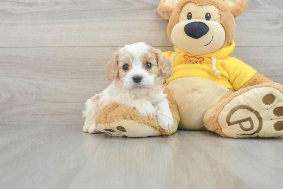 Popular Cavachon Designer Pup