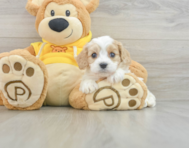 5 week old Cavachon Puppy For Sale - Florida Fur Babies