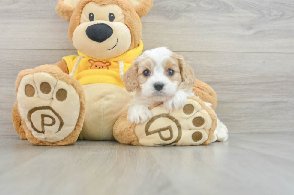 6 week old Cavachon Puppy For Sale - Florida Fur Babies