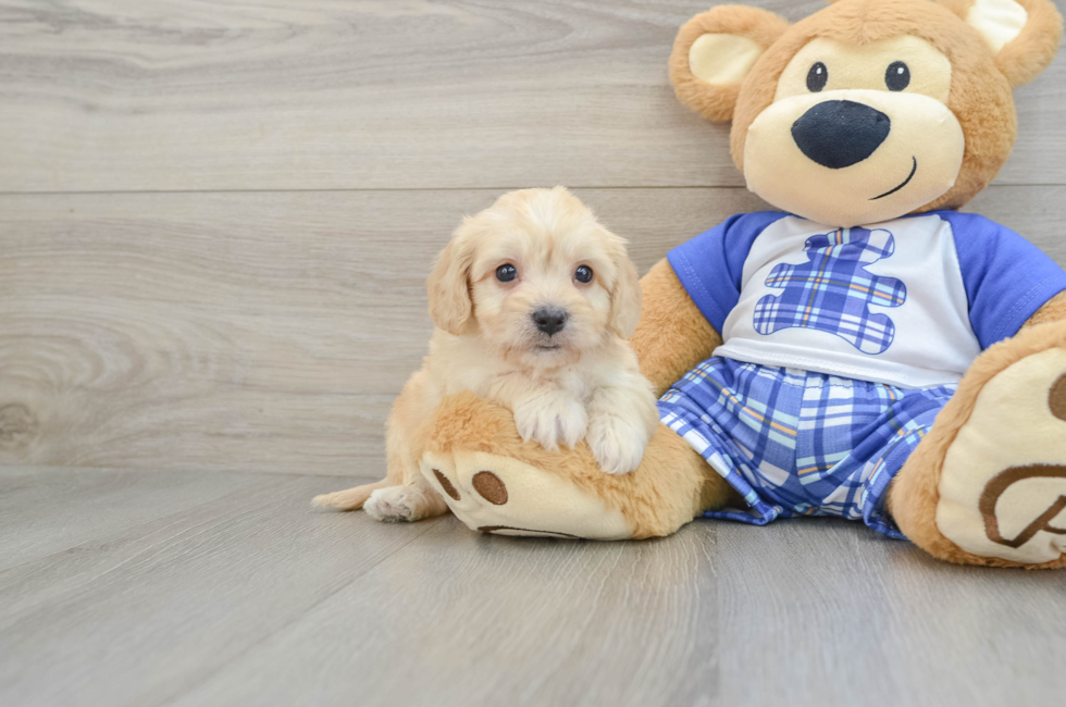 5 week old Cavachon Puppy For Sale - Florida Fur Babies