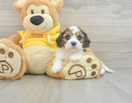 5 week old Cavachon Puppy For Sale - Florida Fur Babies