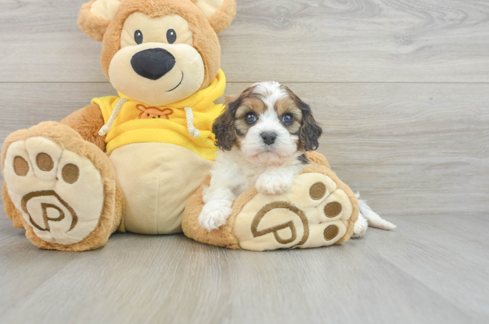 6 week old Cavachon Puppy For Sale - Florida Fur Babies