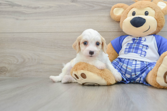 Cavachon Pup Being Cute