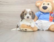 5 week old Cavachon Puppy For Sale - Florida Fur Babies