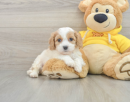 5 week old Cavachon Puppy For Sale - Florida Fur Babies