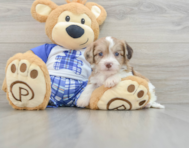 6 week old Cavachon Puppy For Sale - Florida Fur Babies