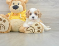 6 week old Cavachon Puppy For Sale - Florida Fur Babies