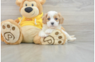 Cavachon Pup Being Cute