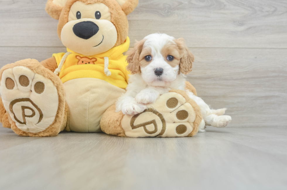 6 week old Cavachon Puppy For Sale - Florida Fur Babies