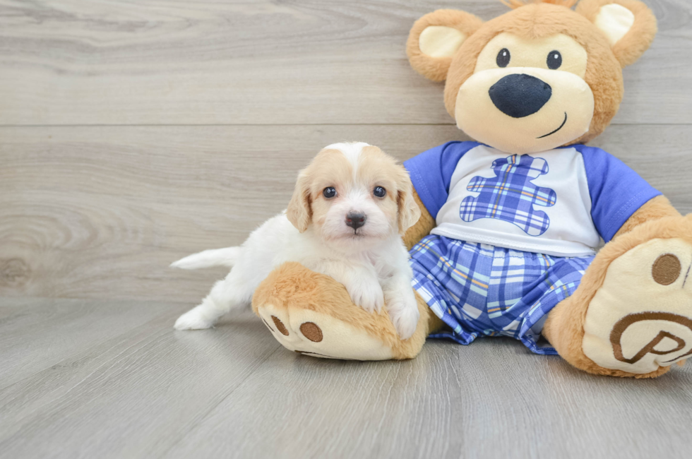 5 week old Cavachon Puppy For Sale - Florida Fur Babies