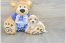 Cavachon Pup Being Cute