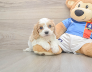 5 week old Cavachon Puppy For Sale - Florida Fur Babies