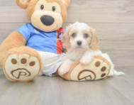 5 week old Cavachon Puppy For Sale - Florida Fur Babies