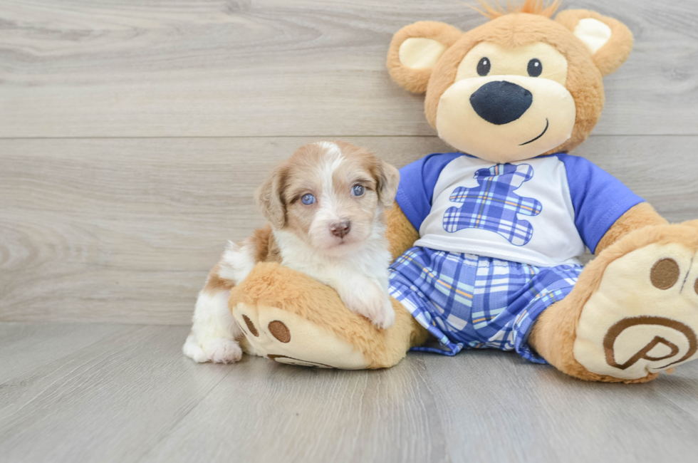 5 week old Cavachon Puppy For Sale - Florida Fur Babies