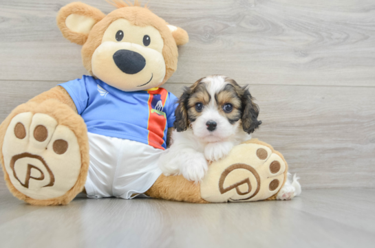 Happy Cavachon Baby