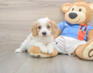 5 week old Cavachon Puppy For Sale - Florida Fur Babies