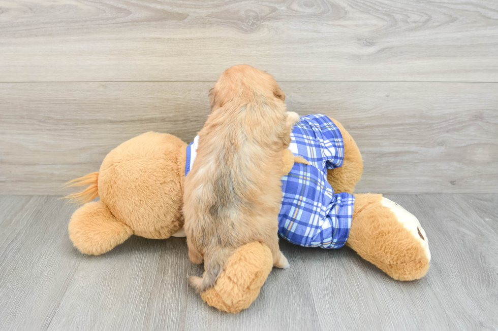 Popular Cavachon Designer Pup