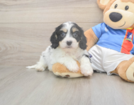 5 week old Cavachon Puppy For Sale - Florida Fur Babies