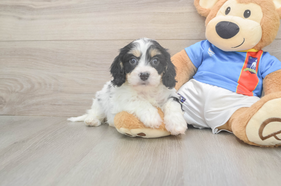 6 week old Cavachon Puppy For Sale - Florida Fur Babies
