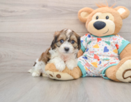 7 week old Cavachon Puppy For Sale - Florida Fur Babies