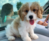 Cavachon Puppies For Sale Florida Fur Babies