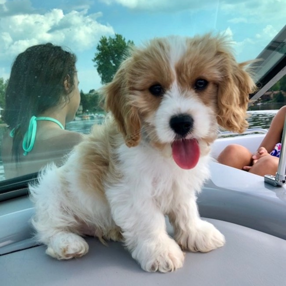 Cavachon Puppy For Sale - Florida Fur Babies
