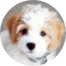 Cavachon Puppies For Sale - Florida Fur Babies