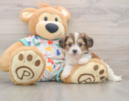 7 week old Cavachon Puppy For Sale - Florida Fur Babies