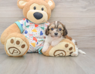 7 week old Cavachon Puppy For Sale - Florida Fur Babies