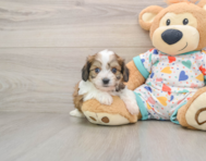 5 week old Cavachon Puppy For Sale - Florida Fur Babies