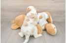 Cavachon Pup Being Cute
