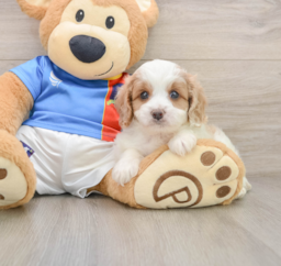 5 week old Cavachon Puppy For Sale - Florida Fur Babies