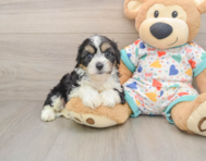 7 week old Cavachon Puppy For Sale - Florida Fur Babies