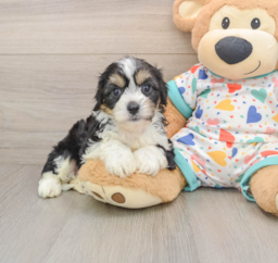 7 week old Cavachon Puppy For Sale - Florida Fur Babies